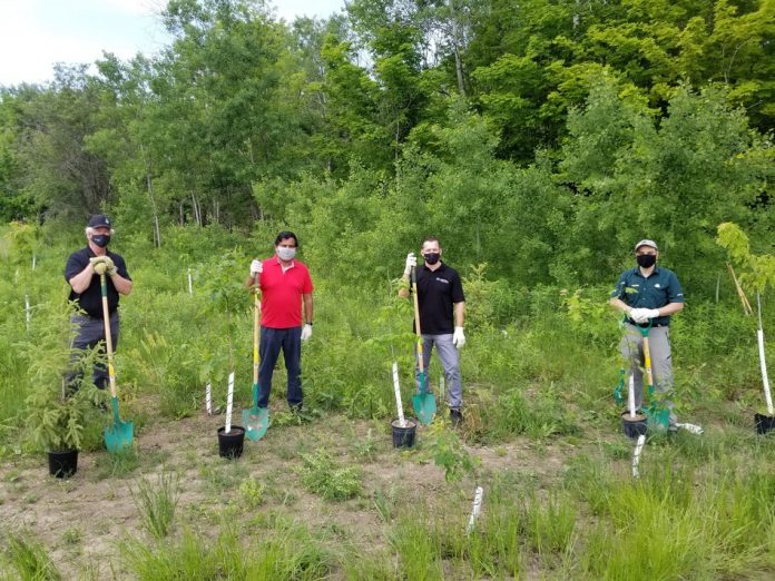 Parks Canada-Planting in National Parks Underway as Part of Cana
