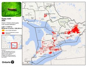 Defoliation from Lymantria dispar dispar, gypsy moths, in 2020