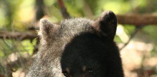 Aspen Valley feeding wildlife: A black bear feeding on fish.