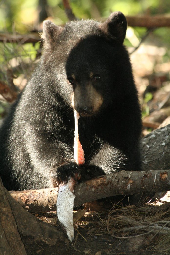 Aspen Valley feeding wildlife: A black bear feeding on fish.