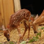 Fawns inside the new enclosures funded by Cailan Punnewaert's first paddle fundraiser in 2020. Photo courtesy of Aspen Valley Wildlife Sanctuary