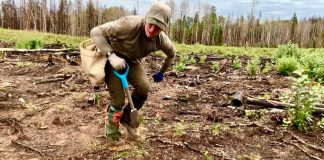 Tree planter