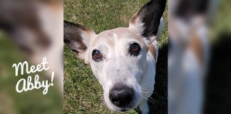 Senior dog Abby, a 16-year-old Jack Russell Terrier and Corgi mix, is looking for a new home to spend her twilight years.