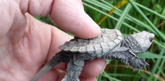 A snapping turtle hatchling, one of the hatchlings in the Muskoka region