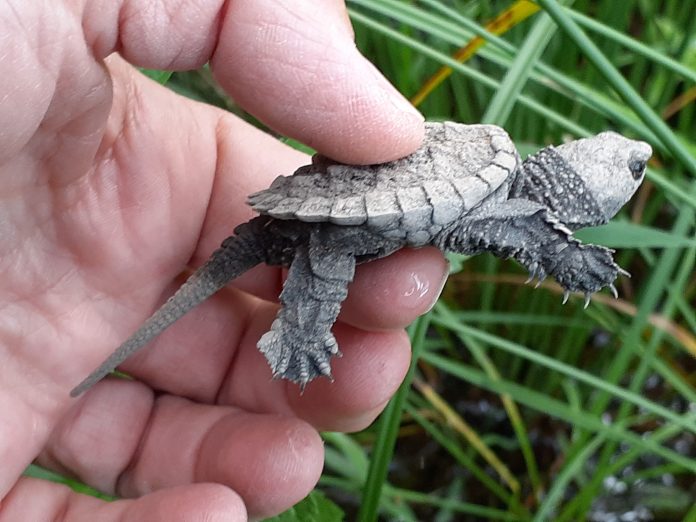 A snapping turtle hatchling, one of the hatchlings in the Muskoka region