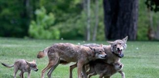 Coyote known as Urban 23 playing with his mate and two pups in an open green field