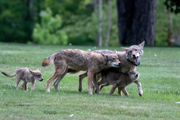 Coyote known as Urban 23 playing with his mate and two pups in an open green field