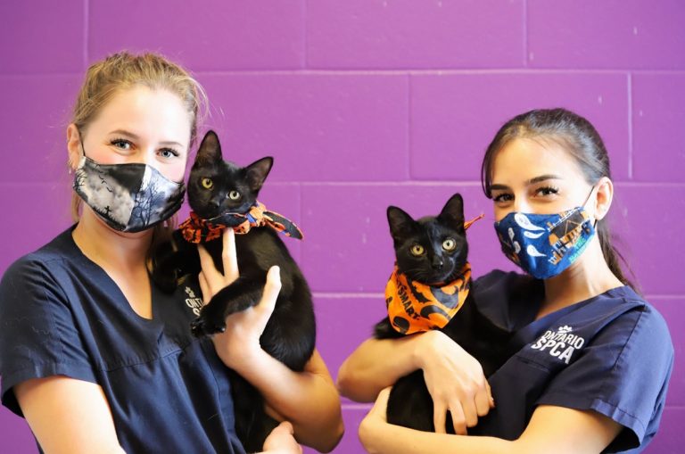 How Will Your Pandemic Pet React To Halloween? 5 Safety Tips From The Ontario SPCA