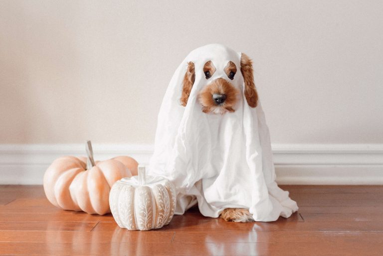 PetSmart Canada Launches Spooky New Costume Collection And Offers Tips for Halloween With Your Pets