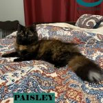Paisley. Photo courtesy of Muskoka Animal Rescue