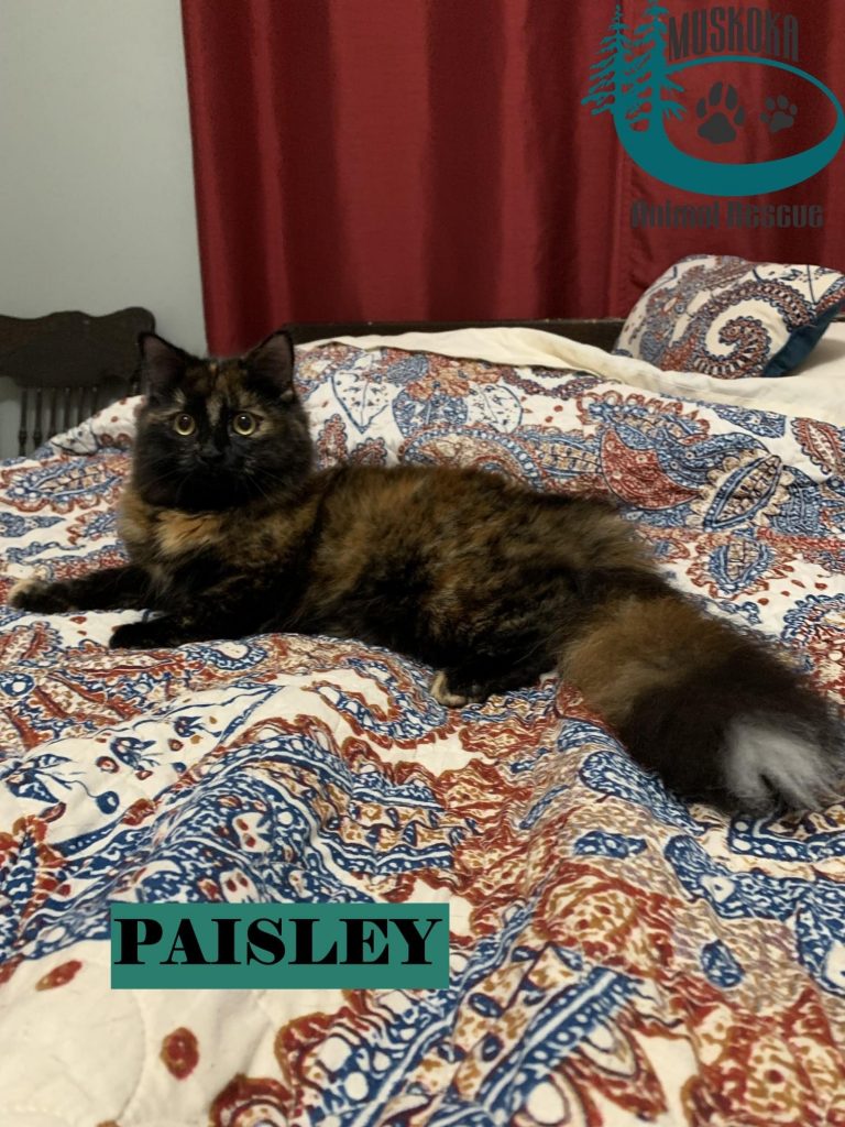 Paisley. Photo courtesy of Muskoka Animal Rescue