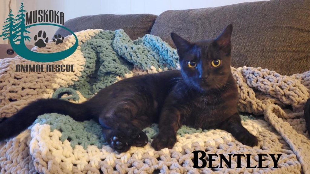 Bentley. Photo courtesy of Muskoka Animal Rescue