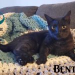 Bentley. Photo courtesy of Muskoka Animal Rescue