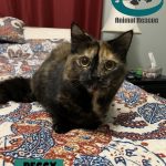 Peggy. Photo courtesy of Muskoka Animal Rescue