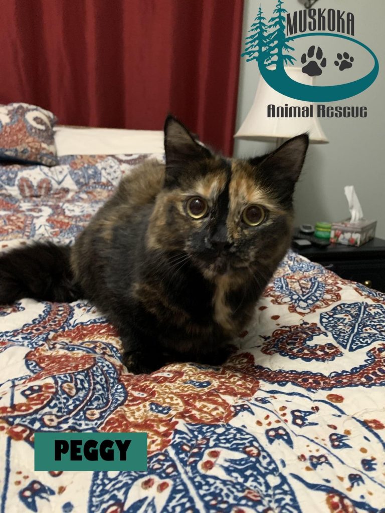 Peggy. Photo courtesy of Muskoka Animal Rescue