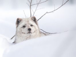 Arctic fox Mystic in the winter months
