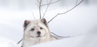 Arctic fox Mystic in the winter months