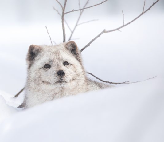 Arctic fox Mystic in the winter months