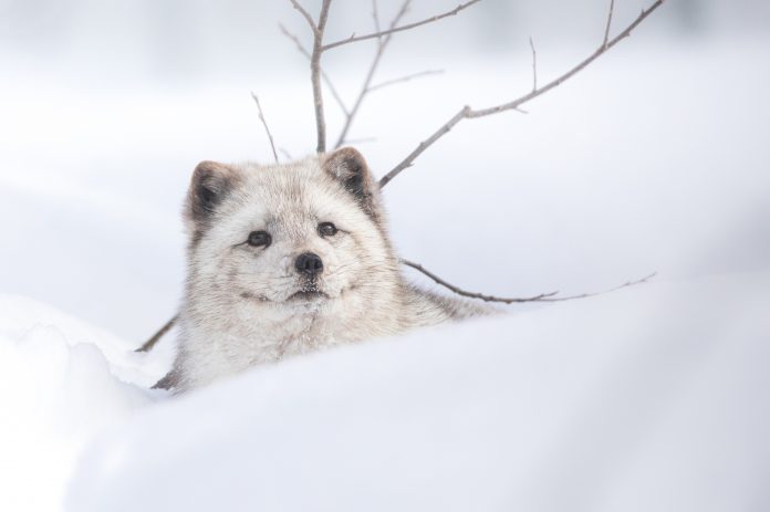 Arctic fox Mystic in the winter months