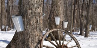 Maple syrup taps