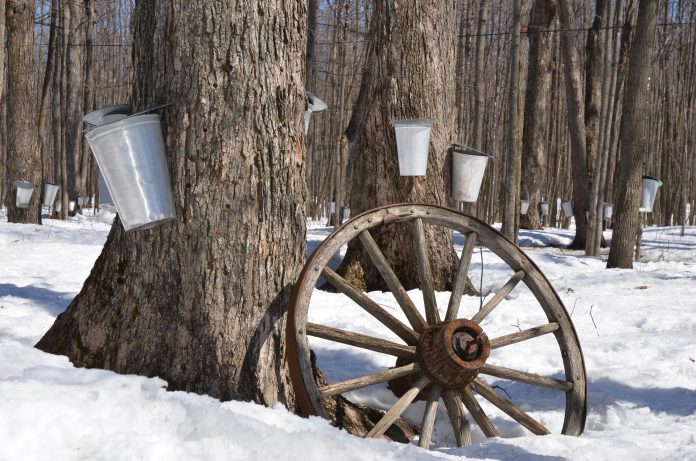 Maple syrup taps