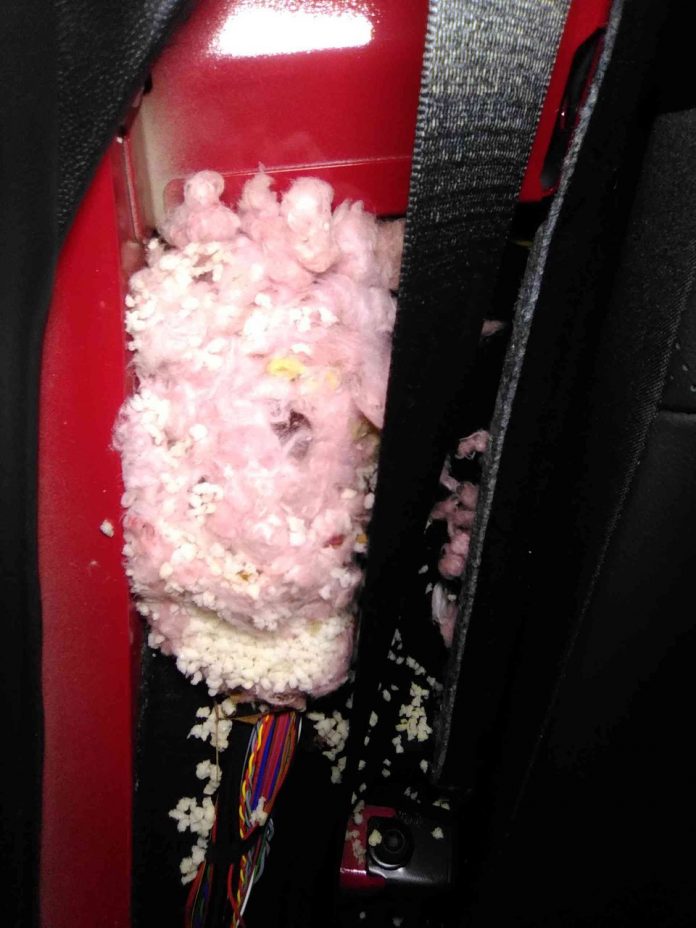 Rodents: The mouse nest found in Muskoka Lakes resident Aimee Sloggett's car