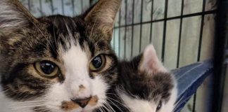 Rita and her baby at the Cats of Paint Lake rescue