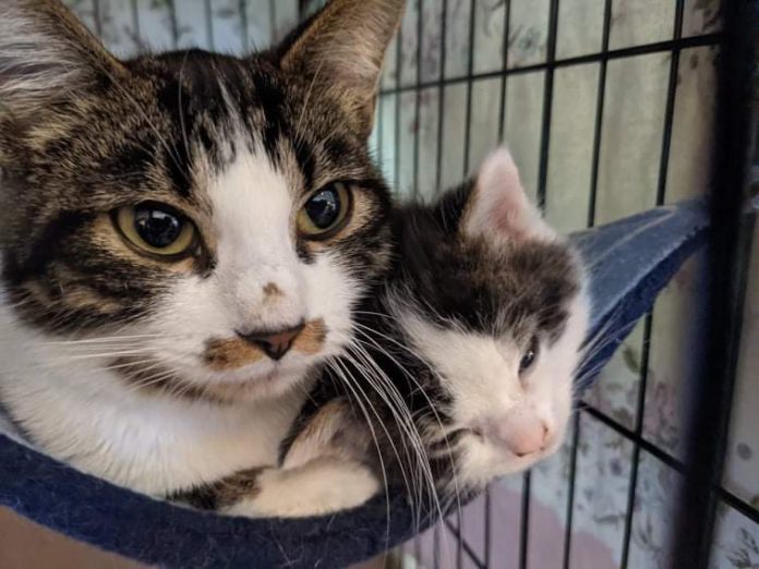 Rita and her baby at the Cats of Paint Lake rescue
