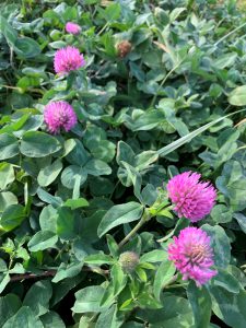 Red clover, a cover crop