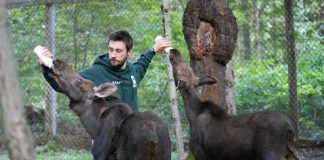 Spring intakes: Orphaned moose calves at Aspen Valley Wildlife Sanctuary