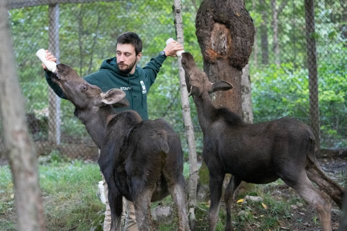 Spring intakes: Orphaned moose calves at Aspen Valley Wildlife Sanctuary