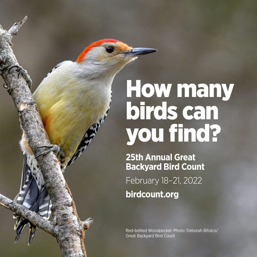Great Backyard Bird Count