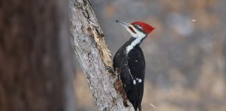 Great Backyard Bird Count: A pileated woodpecker. Photo by Steve Luke