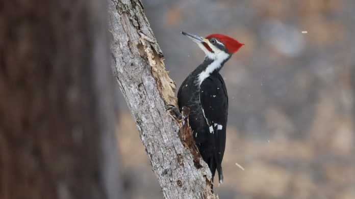 Great Backyard Bird Count: A pileated woodpecker. Photo by Steve Luke