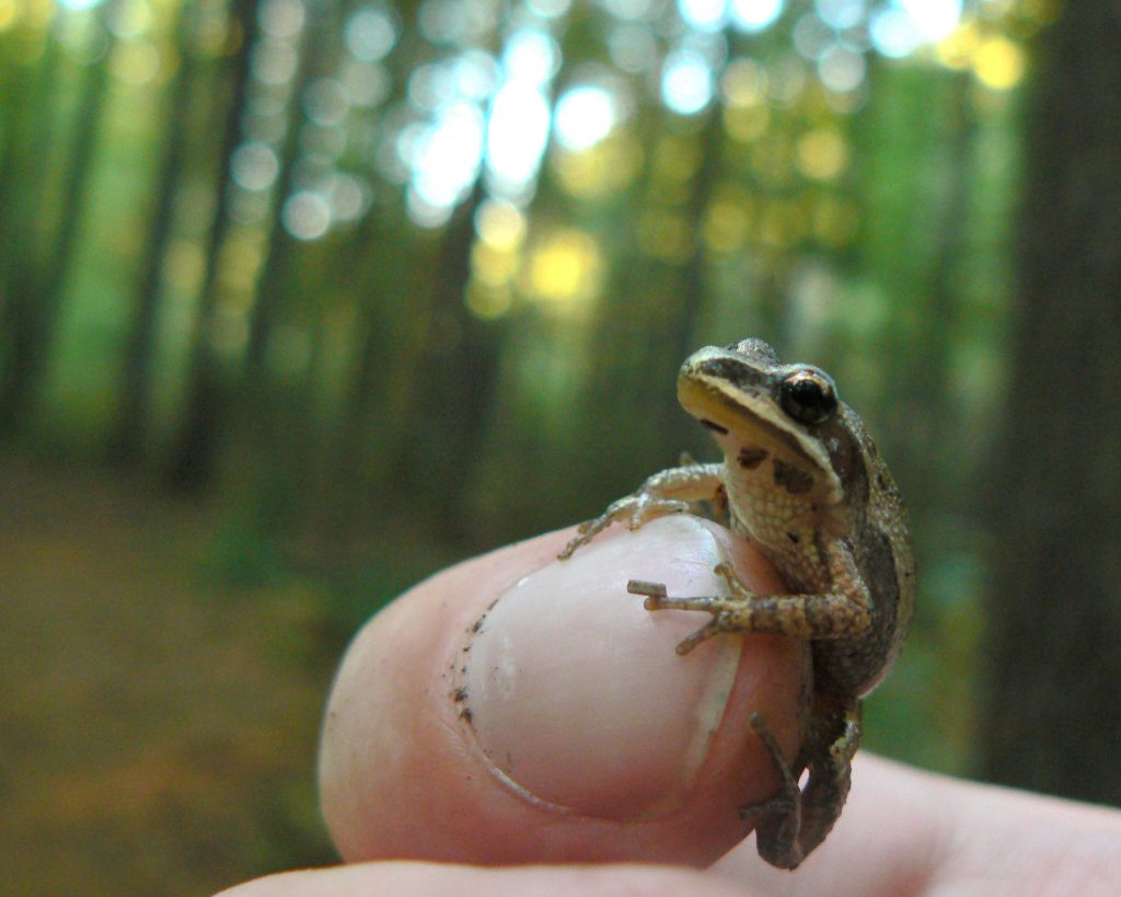 A western chorus frog. Photo credit: “Little chorus frog” by Benny Mazur is licensed under CC BY 2.0.
