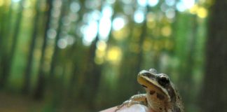 A western chorus frog. Photo credit: “Little chorus frog” by Benny Mazur is licensed under CC BY 2.0.