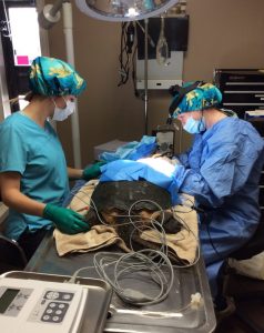 A turtle in surgery at the OTCC