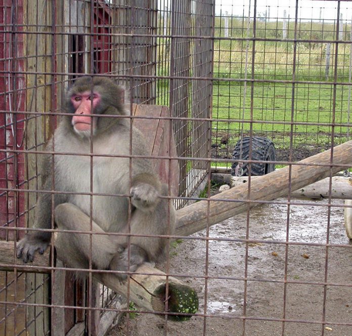 World Animal Protection-Canada-s dangerous -roadside- zoo season