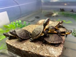 Turtles at the Ontario Turtle Conservation Centre