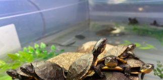 Turtles at the Ontario Turtle Conservation Centre