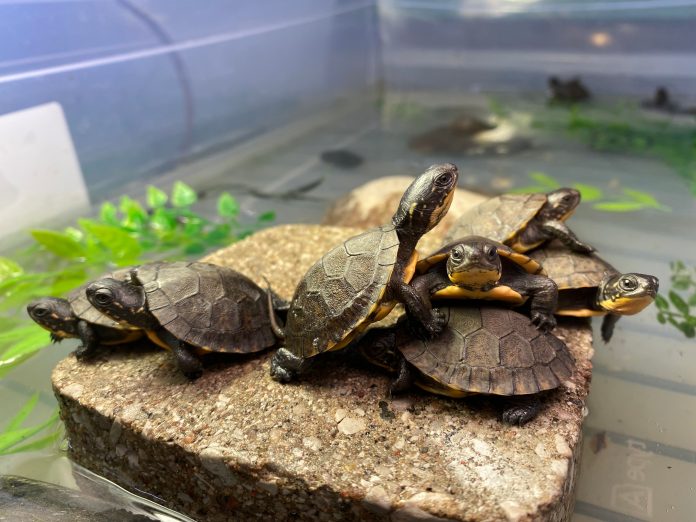 Turtles at the Ontario Turtle Conservation Centre