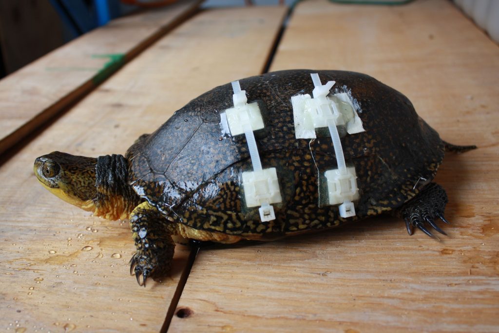 An injured turtle after treatment