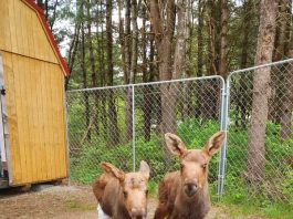 Moose calves safe and sound at Aspen Valley. Photo courtesy of Aspen Valley Wildlife Sanctuary