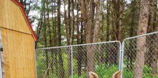 Moose calves safe and sound at Aspen Valley. Photo courtesy of Aspen Valley Wildlife Sanctuary