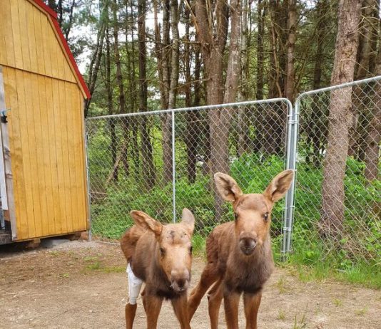 Moose calves safe and sound at Aspen Valley. Photo courtesy of Aspen Valley Wildlife Sanctuary