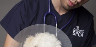 OSPCA Veterinary Appreciation Campaign