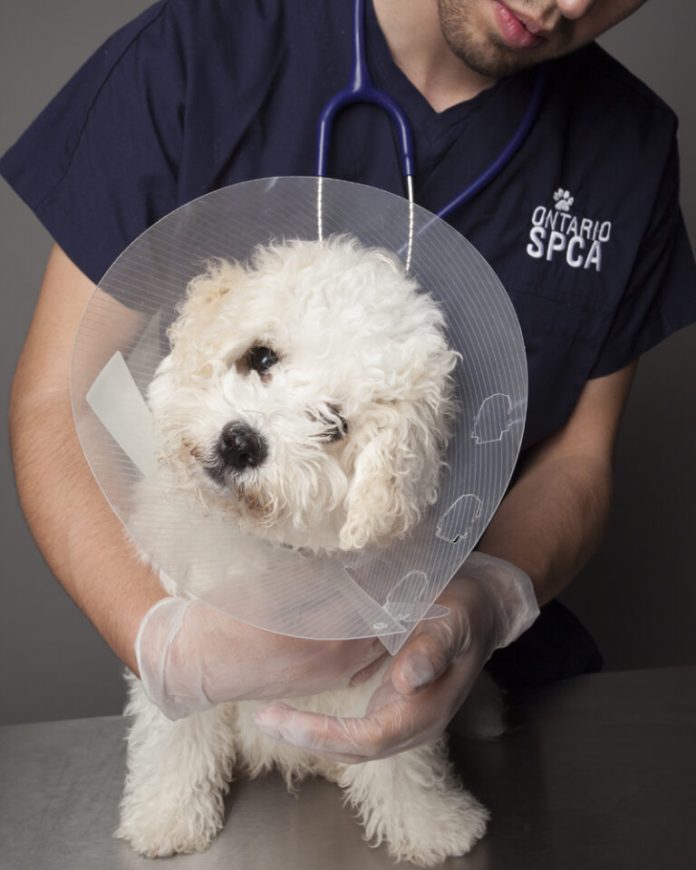 OSPCA Veterinary Appreciation Campaign