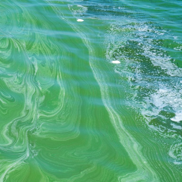 Blue-Green Algae Bloom Advisory For Smith’s Bay In City Of Orillia