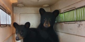 Orphaned bear cubs in transit to the sanctuary