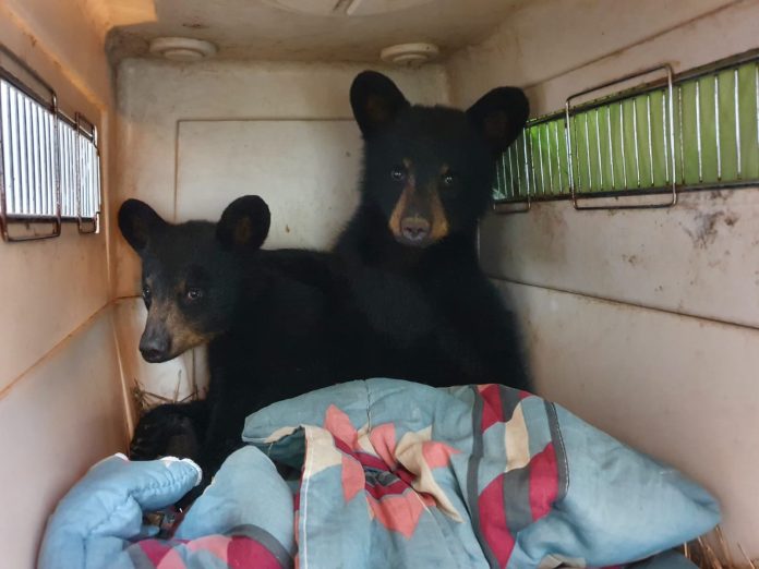 Orphaned bear cubs in transit to the sanctuary